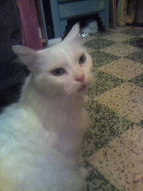 léo l'angora -