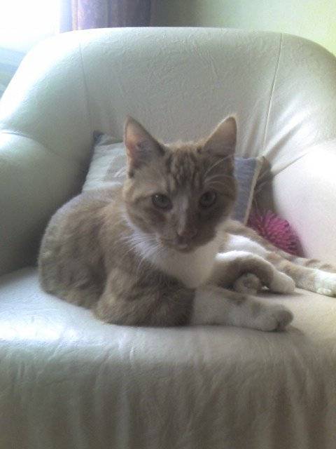 Bobitch le chat de goutière -