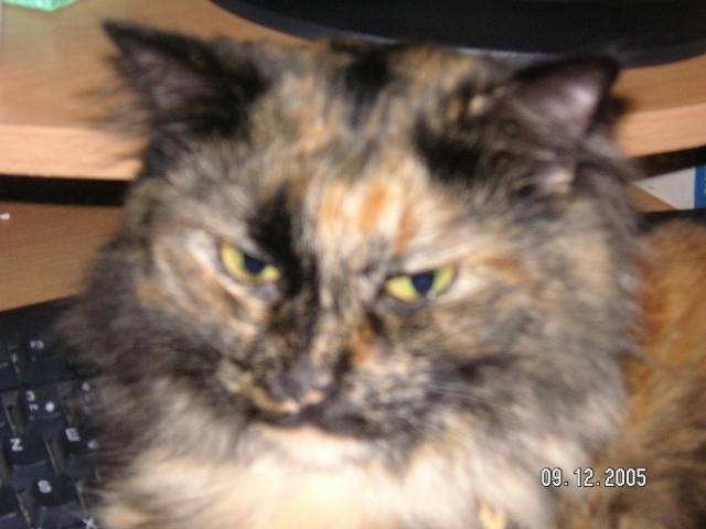 caline -