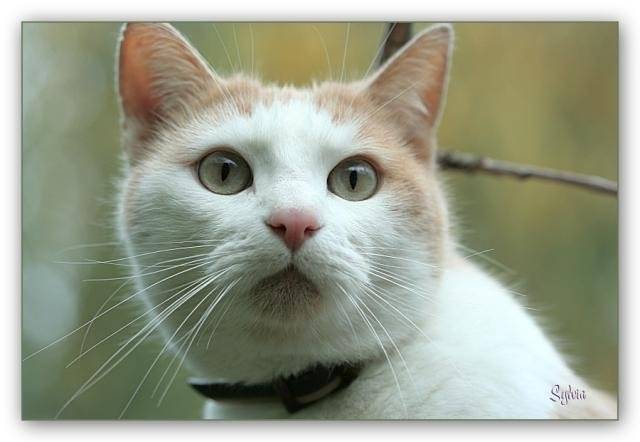 race inconnue -