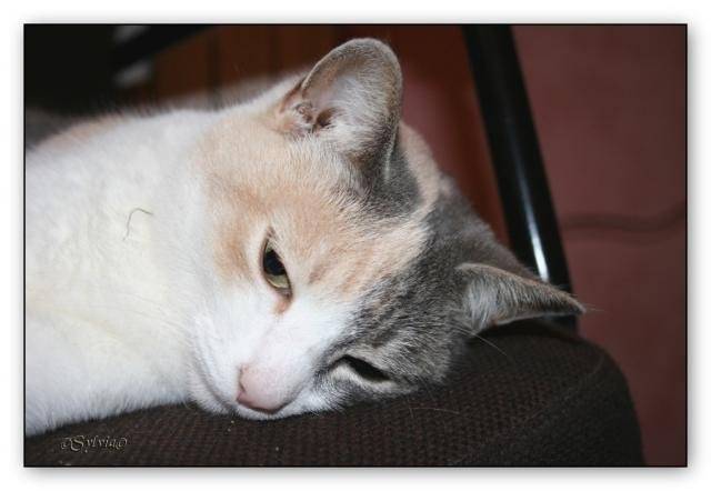 inconnue -