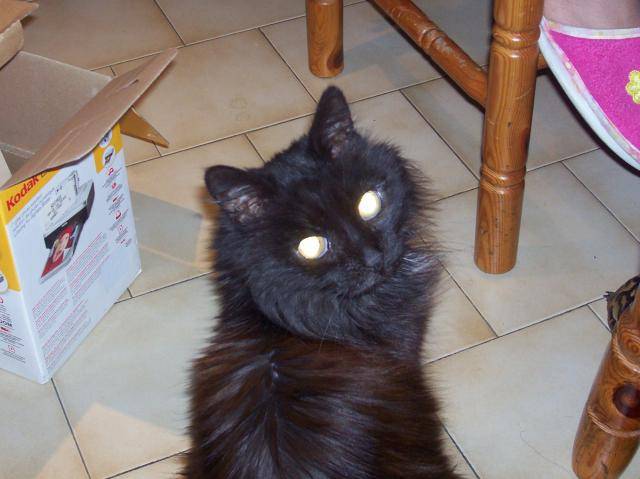 chouchou de la foret -