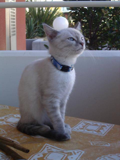 Caya -