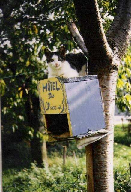 Hotel des oiseaux -