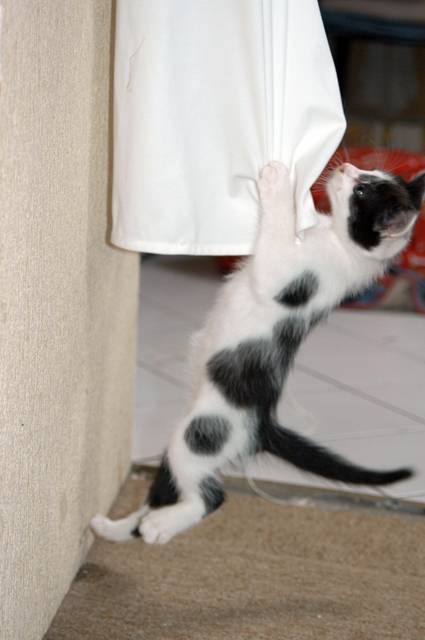 Chaton d'1 mois et demi -