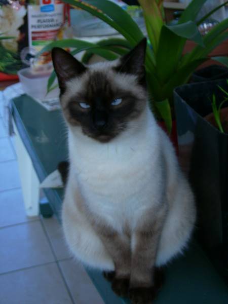 siamoise -