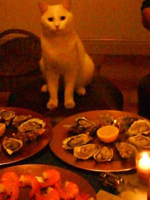 Léo, chat croisé -