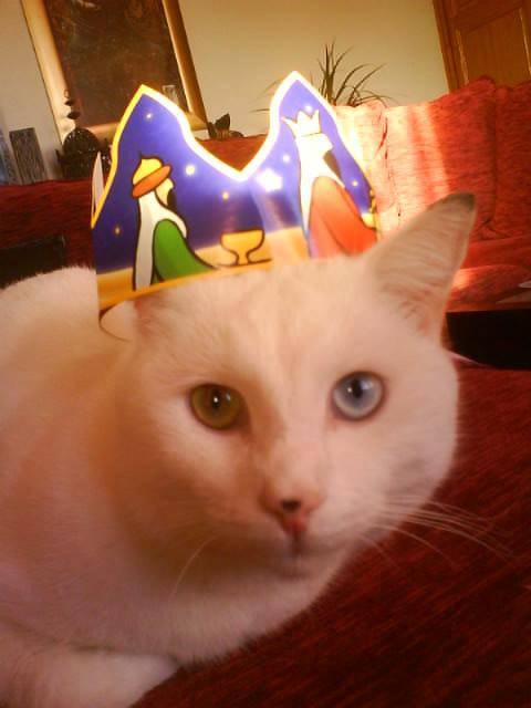 Léo, chat croisé -