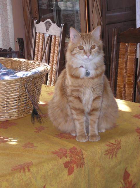 Lulu Garfield -