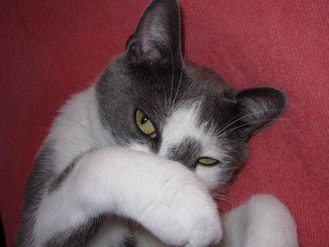 CHAT DE GOUTTIERE + LOOPING -
