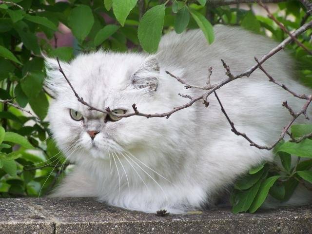Tapioca silver shaded tabby -