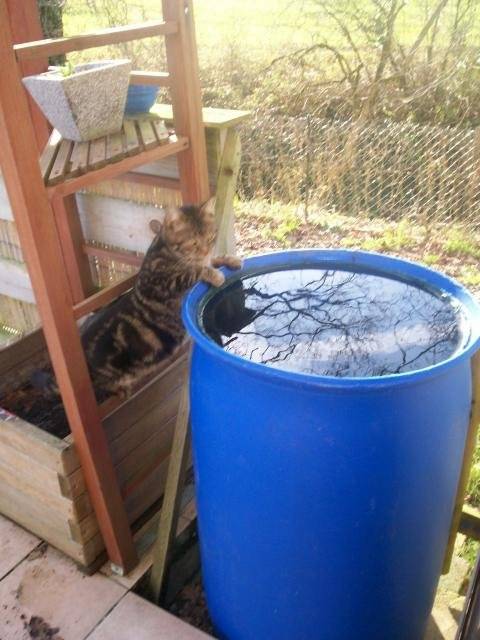 cacahuéte!chat de goutiere -
