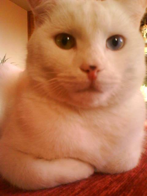 Léo, chat croisé -