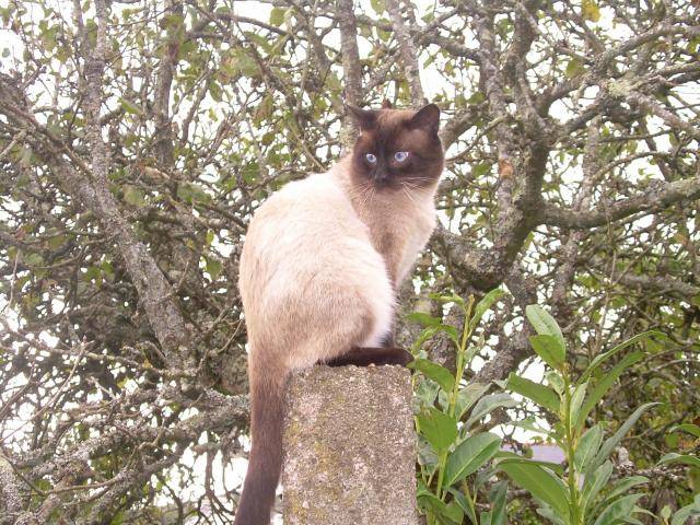 chat de goutière-Canel -