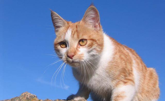 Petit minou -