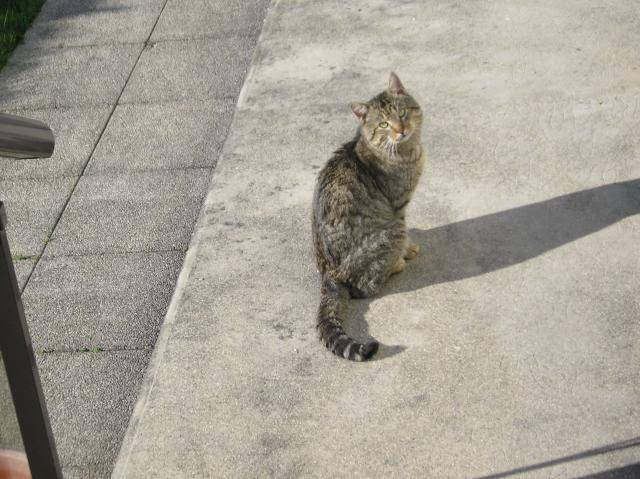 chat de ferme -