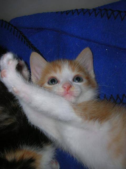 Marou -