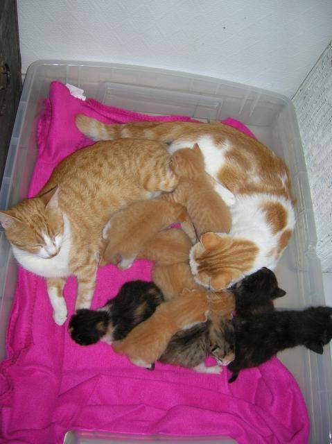 Starlette et Carotte avec leurs bébés -