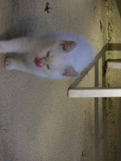Snifff -