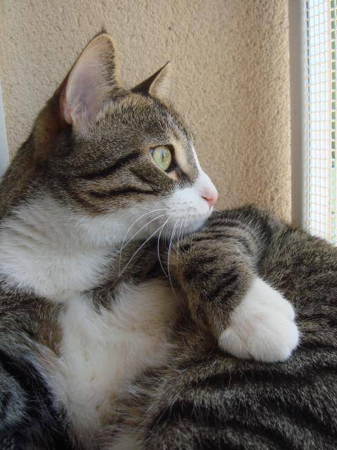 TIGROU -