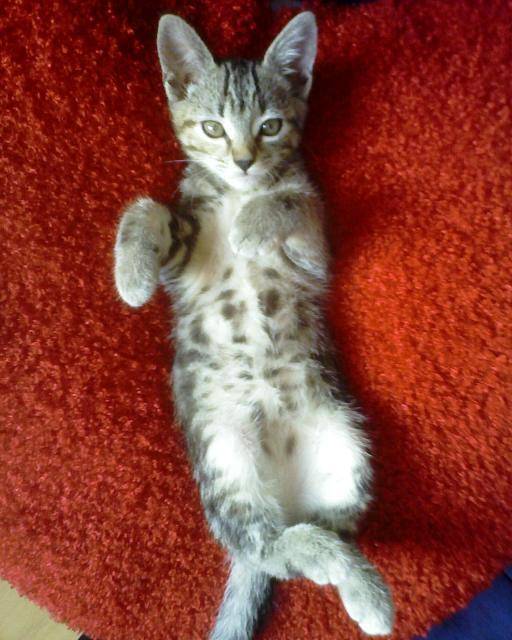 Nala -