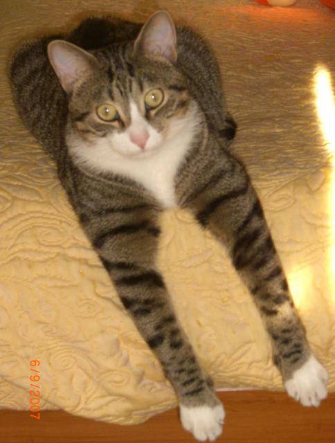 TIGROU -