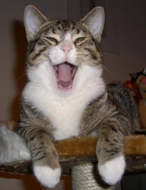 tigrou -