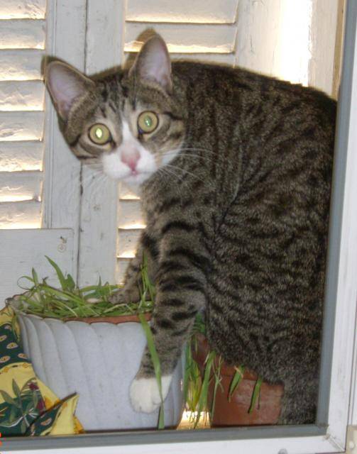 tigrou -