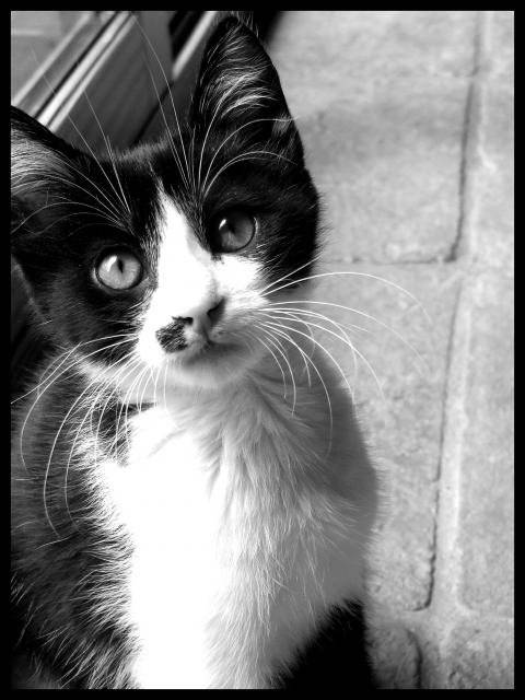 Zorro -