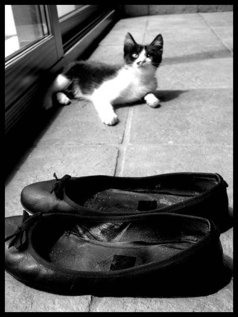 Zorro -