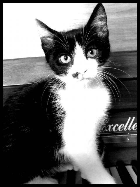 Zorro -