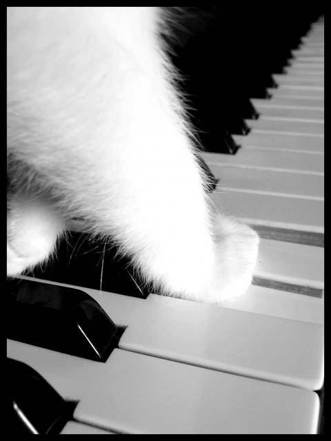 Zorro -