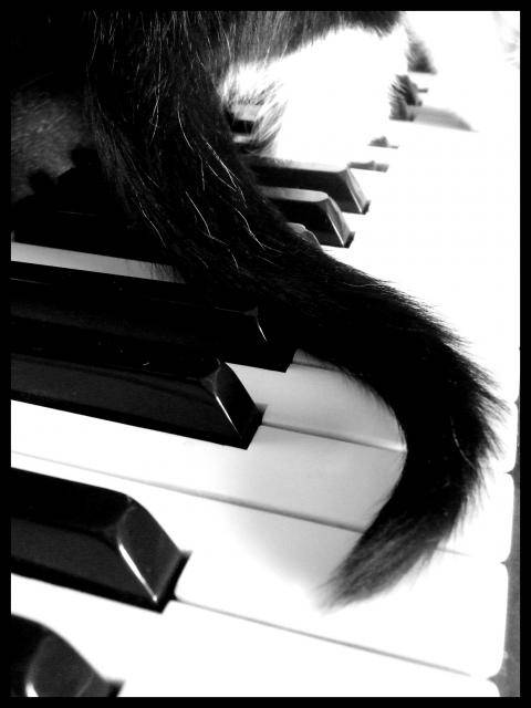 Zorro -