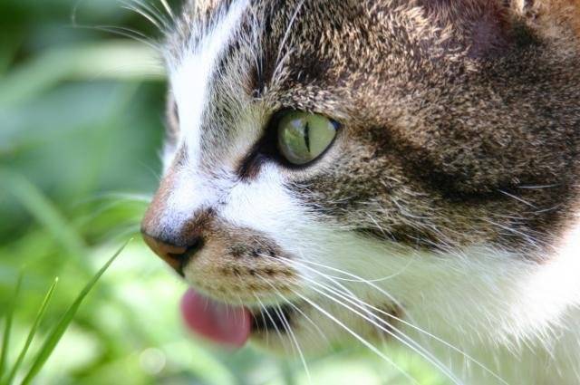 Chat de goutière- Tigrou -