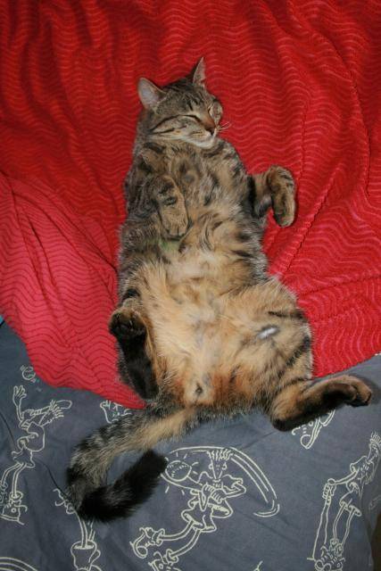 baloo -