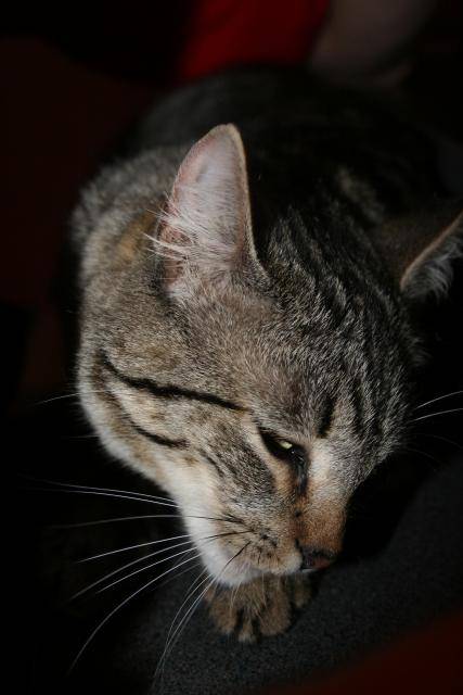 baloo -