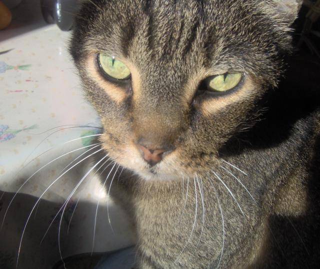 canel, chat de gouttiere -