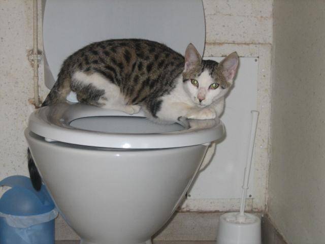 Oggy -