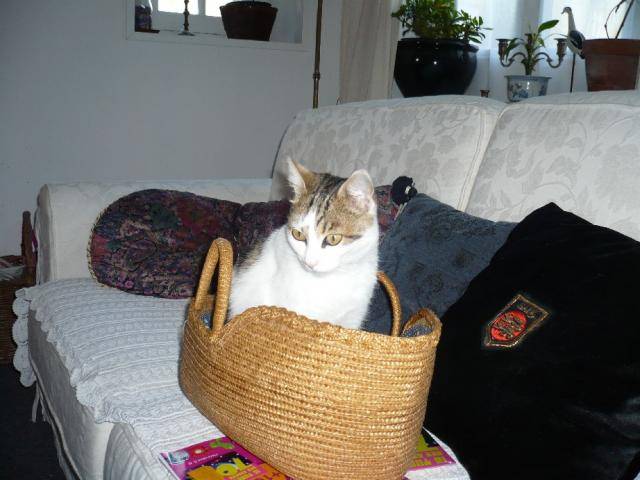 pure chatte de gouttière - Princess Pwo -