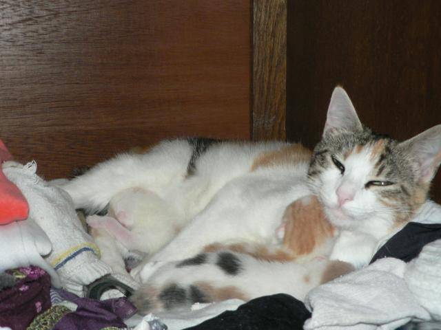 vanille et ses petits -
