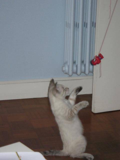 Chatouille -