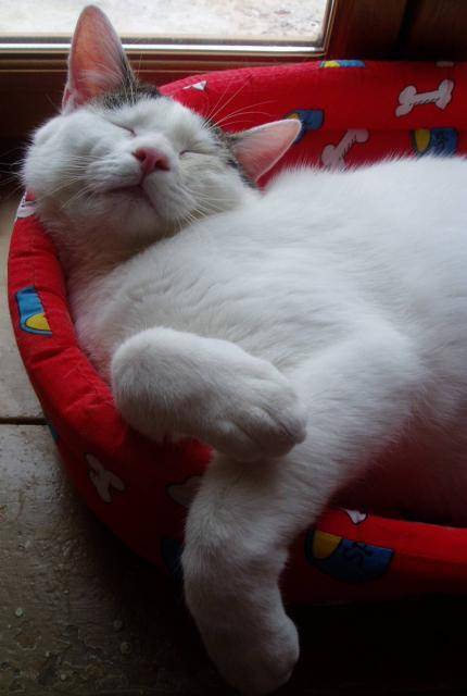 "Angy" ou "Ti'chat" -