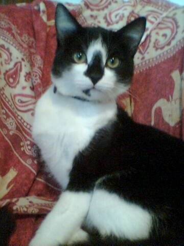 Oggy -