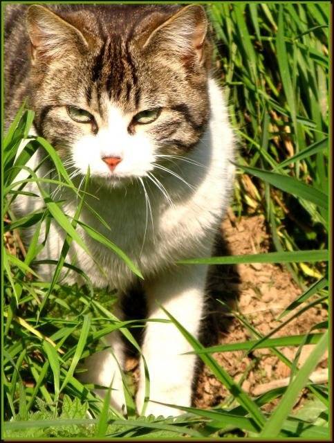L'inconnue des herbes hautes -