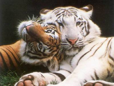 tigre blanc -