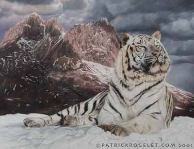 tigre blanc -