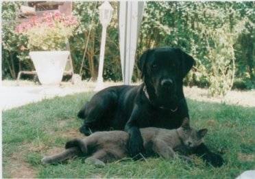 Rafale et sa "soeur" chien ! -