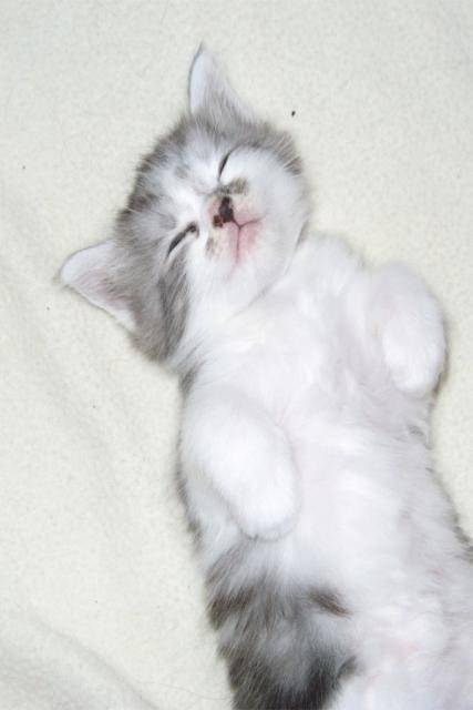 Main coon -