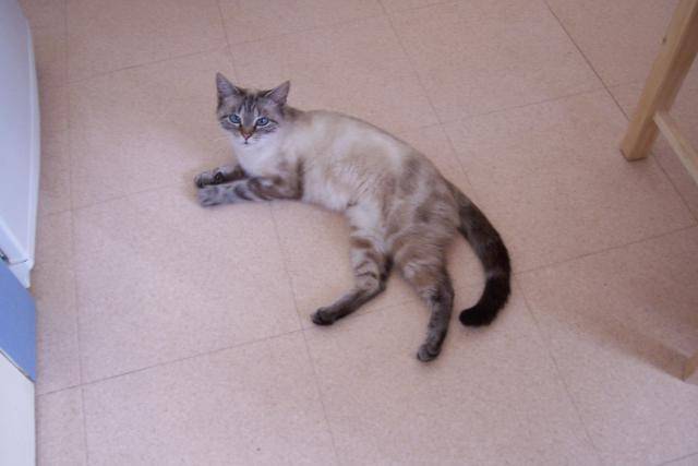croisé siamois duchesse -