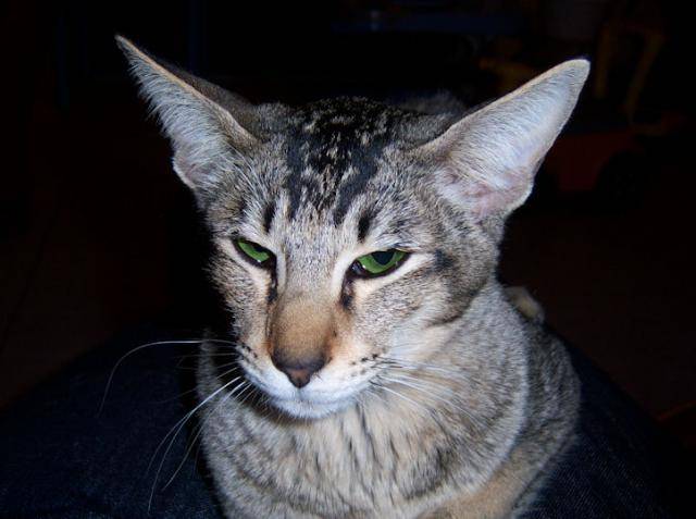 Cendrillon, minette oriental -
